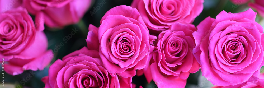 Beautiful abstract design template with pink roses bouquet background