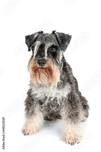 miniature schnauzer sitting isolated on white