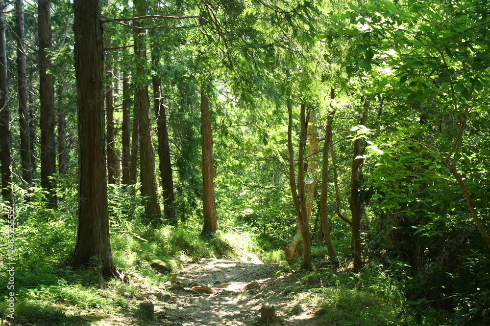 Obraz premium 高麗山公園