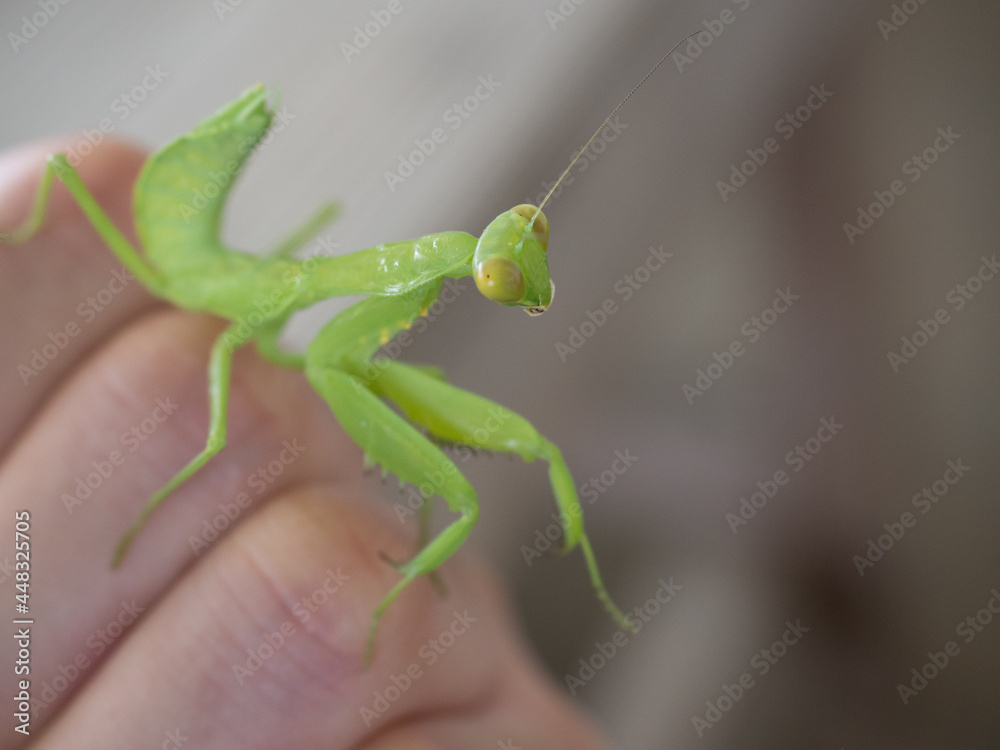 I'm attacked by a mantis I'm attacked by a mantis