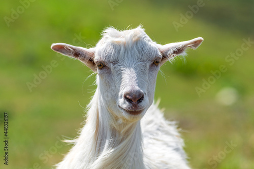 Portrait of a cute young goat