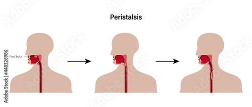 Peristalsis, involuntary wave like muscle contractions which move food bolus