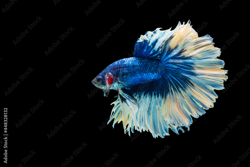 Obraz premium Rhythmic of betta splendens fighting fish over isolated black background. The moving moment beautiful of blue and red siamese betta fish with copy space.
