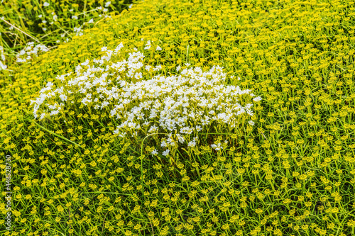 Yellow Goldmoss Sedum Torres del Paine National Park Chile