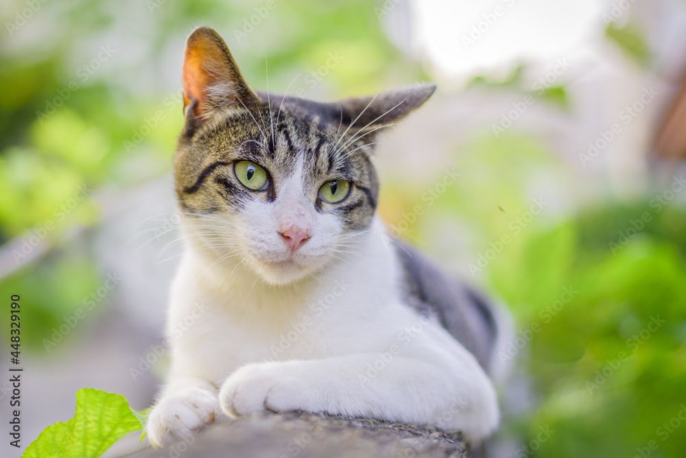 Japanese wild cat