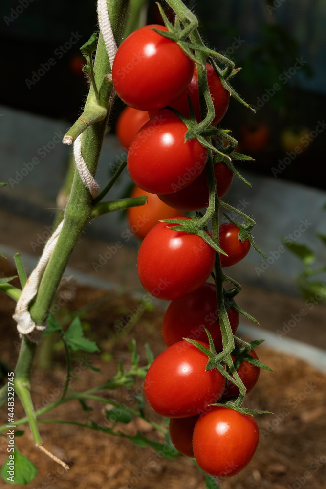 Cherry tomatoes with ripe fruits in a small greenhouse.