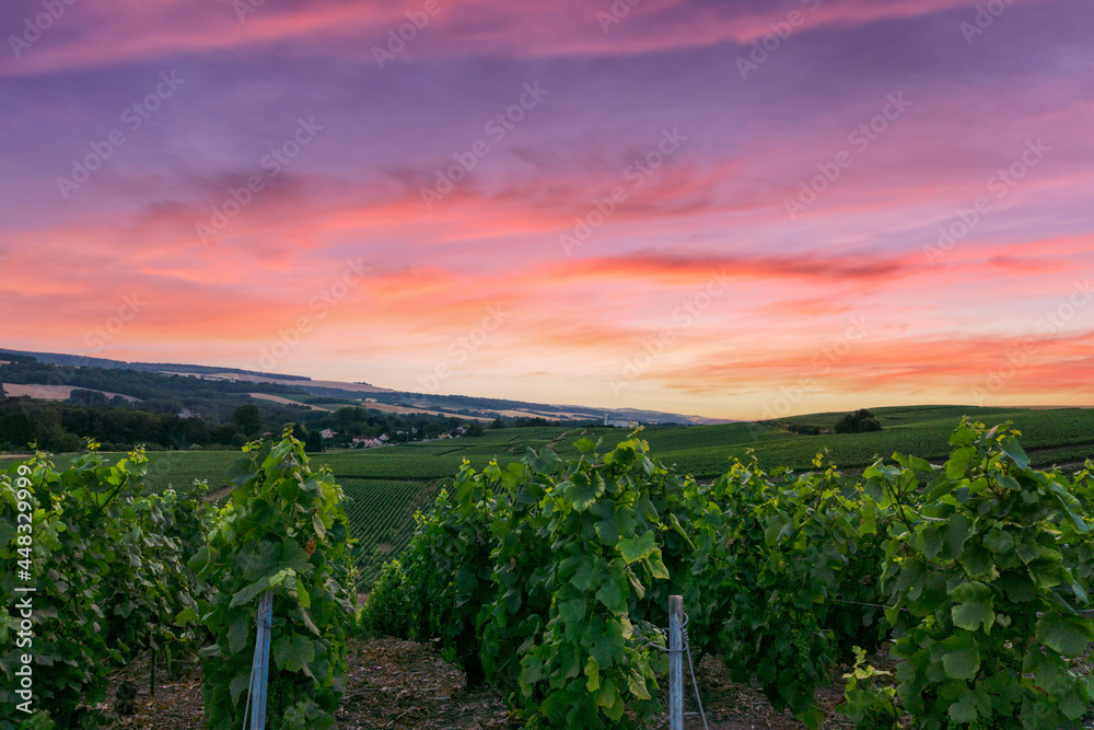 Row vine grape in champagne vineyards at montagne de reims