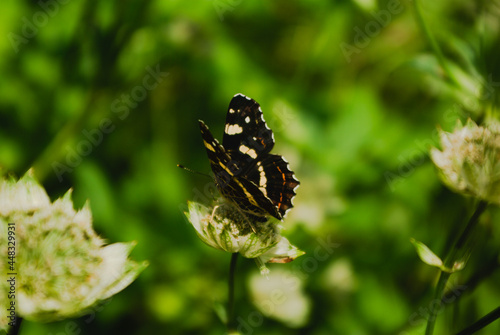 butterfly on the grass