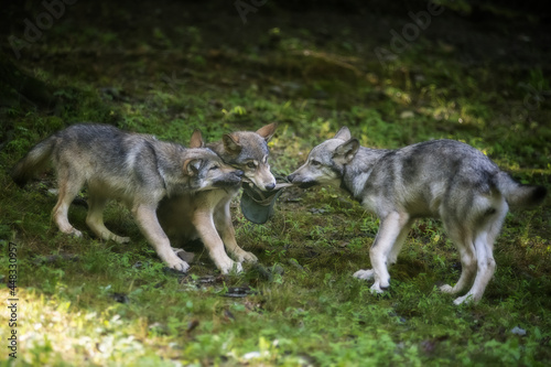 Vászonkép Young wolves wrestling and playing on green grass