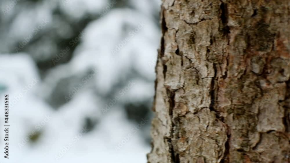 Black cat in a green elf costume on the stump in a winter snowy forest . Snowfall. Slow motion. Christmas and New Year holidays.Elf cat. Christmas for pets. Black cat in a green elf costume on the stump in a winter snowy forest . Snowfall. Slow motion. Christmas and New Year holidays.Elf cat. Christmas for pets.