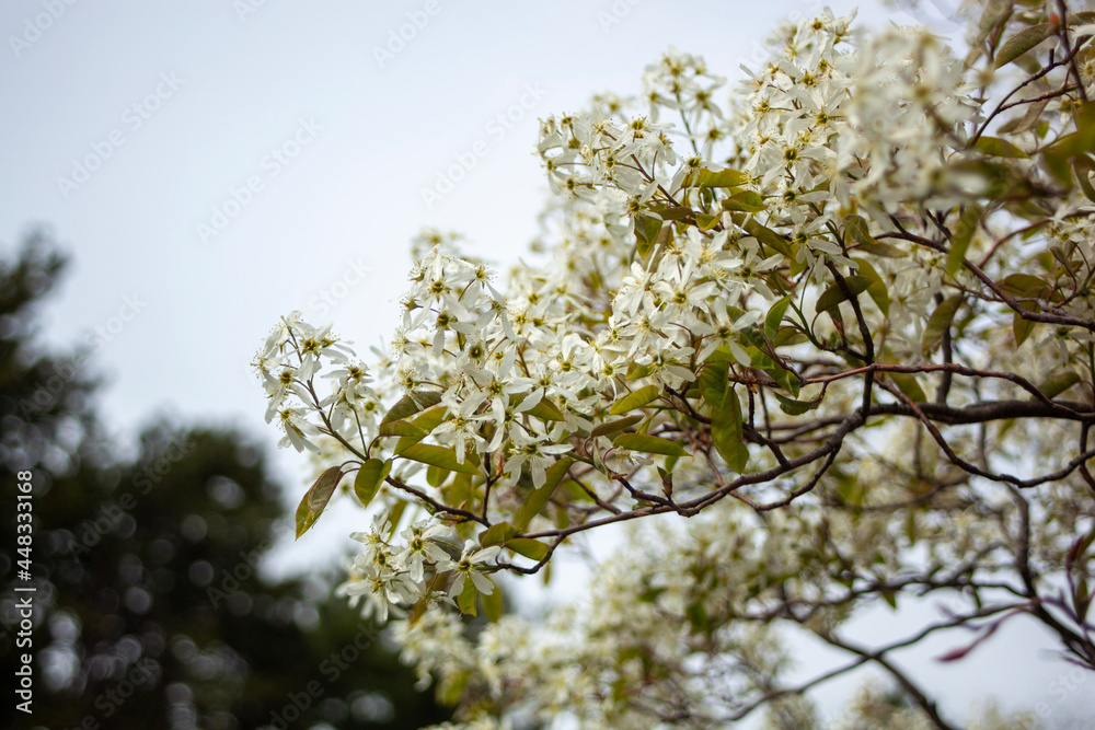 blossoming tree