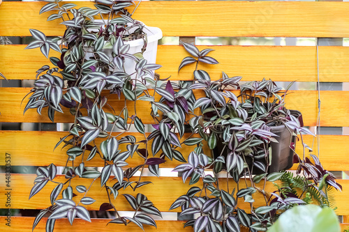 Decorative beautiful leaf Inch plants or tradescantia zebrina in black pot hanging on colorful yellow plank wall background photo