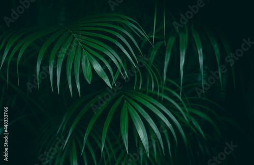 Tropical green leaf jungle background