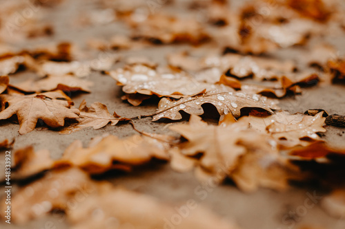 oak leaves with raindrops - abstract natural background