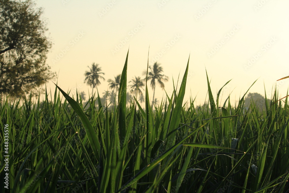 Obraz premium Abstract green natural background.Dew on the grass in sunny morning with beautiful soft bokeh effect