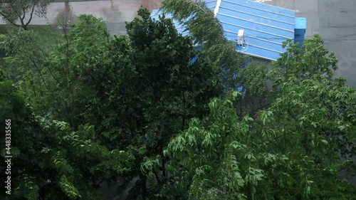 Wallpaper Mural Catastrophic hurricane. Trees during storm, hurricane. Rain storm impact tree Torontodigital.ca