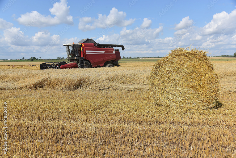 Fototapeta premium A grain harvester collects ripe ears of wheat grain on a summer day, there are large bales of straw on the field.