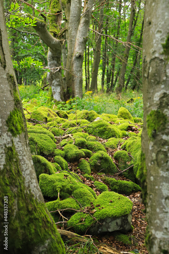 Mossy stones in a fairytale forest beautiful landscape - Long Rhön plateau, Germany