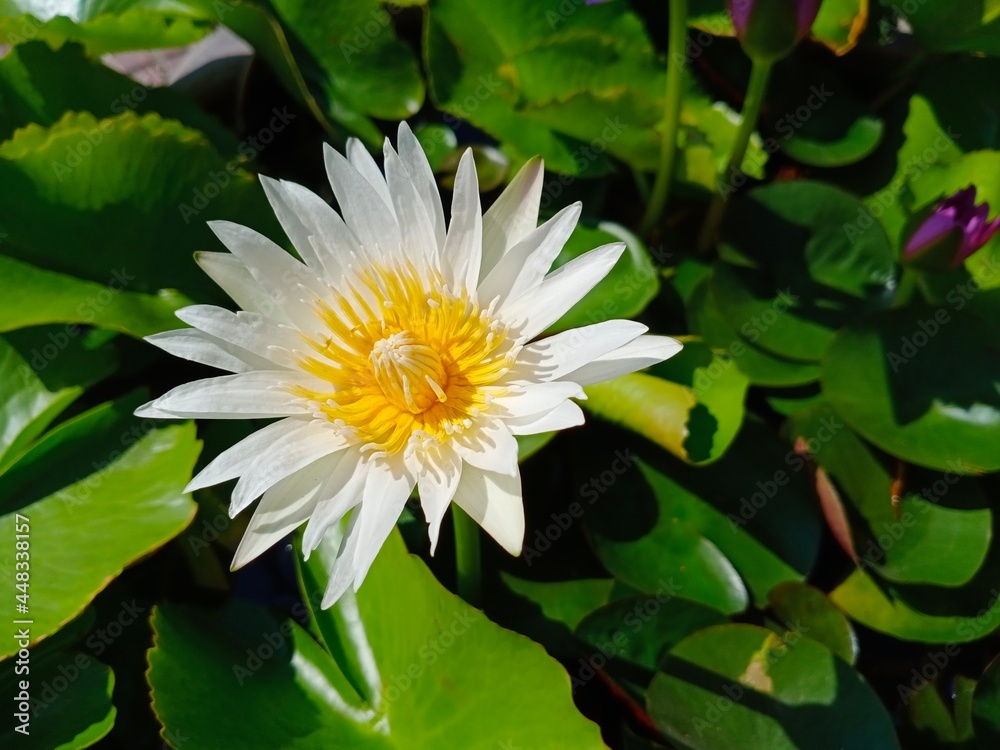 white water lily