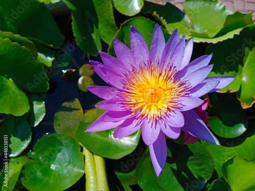 purple lotus flower