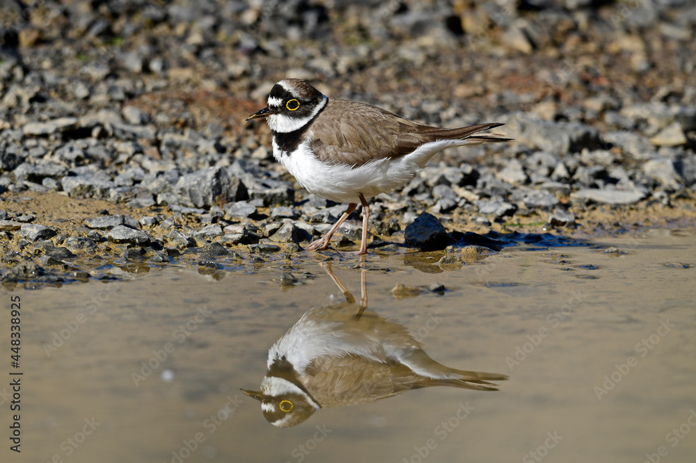 Little ringed plover // Flussregenpfeifer (Charadrius dubius) Little ringed plover // Flussregenpfeifer (Charadrius dubius)