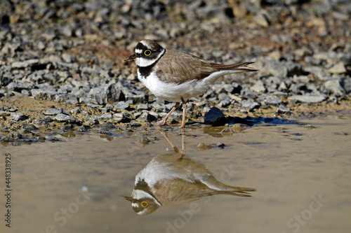 Little ringed plover // Flussregenpfeifer  (Charadrius dubius)  photo