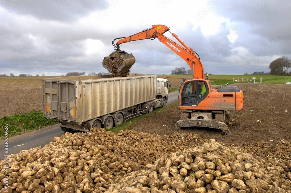 Chargement De Betterave Dans Un Camion 3 Essieux 44 Tonnes Sur Le Bord chargement-de-betterave-dans-un-camion-3-essieux-44-tonnes-sur-le-bord