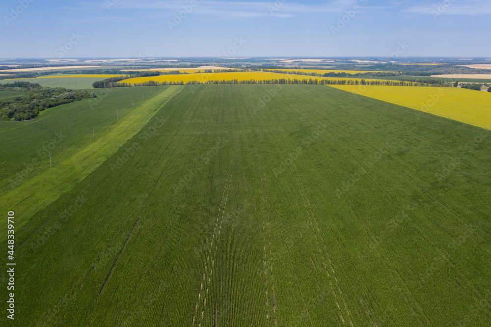 Obraz premium Aerial view of corn field