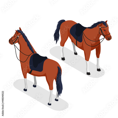 Sport Horse Concept