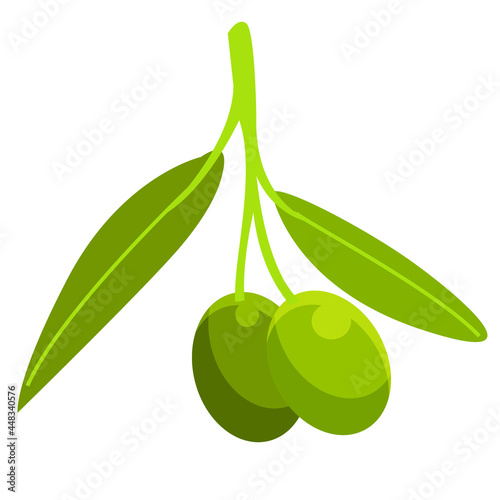 green olive Olea europaea vector art 
