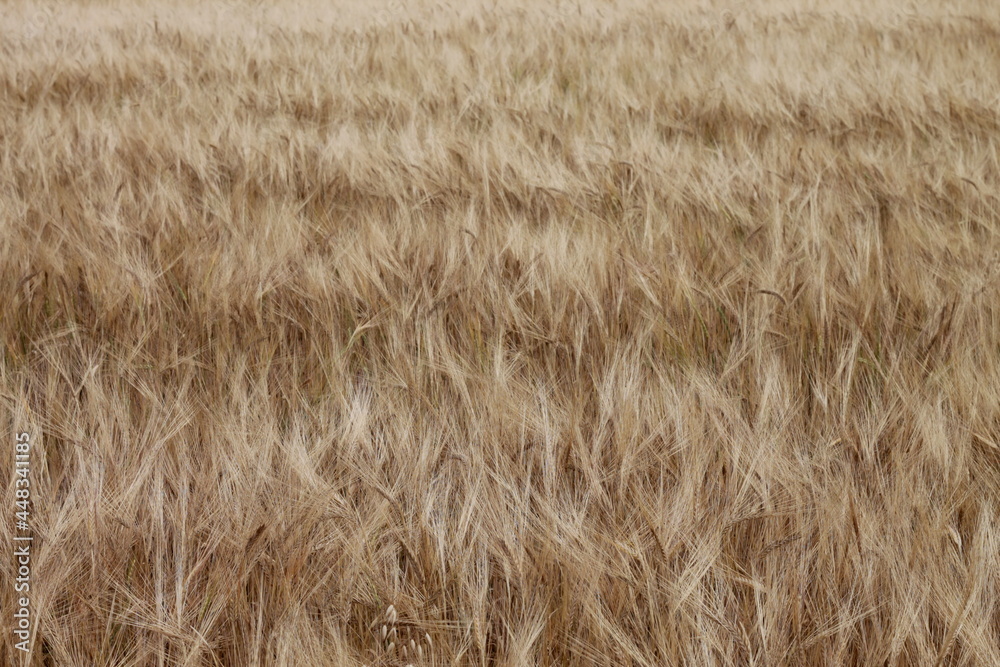 Fototapeta premium Rye field