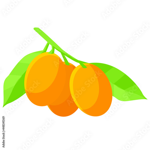 Kumquat cumquat Citrus vector art
