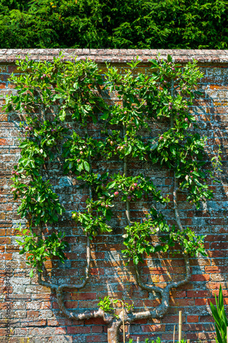 Tableau sur toile Pear Tree