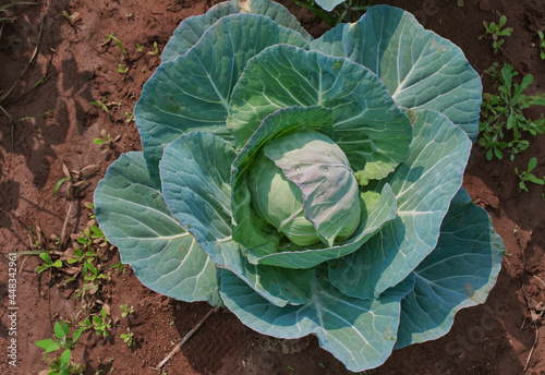 Closeup of fresh green cabbage growing in an agricultural field of West Bengal.