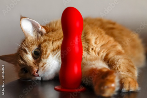 a red fluffy cat is lying and resting on a brown surface, and next to it is a bright red dildo phalos from an intimate salon; the photo symbolizes female independence and lesbian preferences to do wit