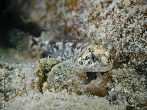 фотографія European bullhead portrait underwater (Cottus gobbio)