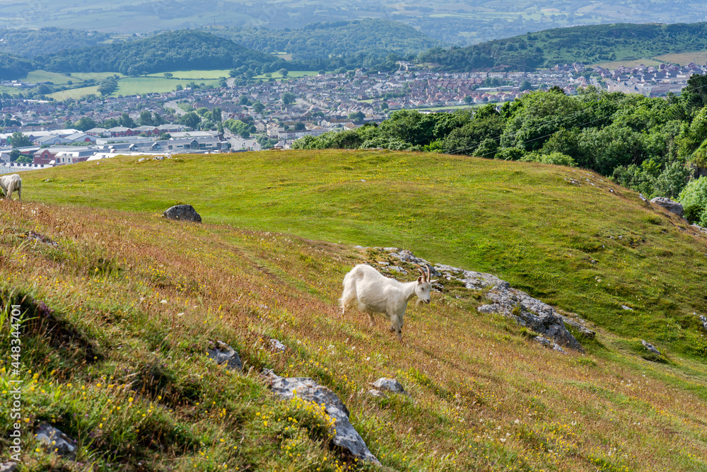Fototapeta premium Great Orme, Wales