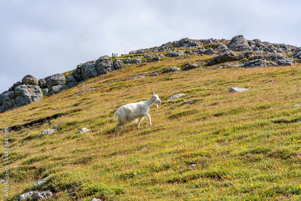 Fototapeta premium A goat on Great Orme