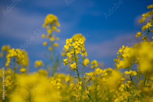 Blooming rapeseed field of Ukraine against the blue sky with clouds  © Svitlana