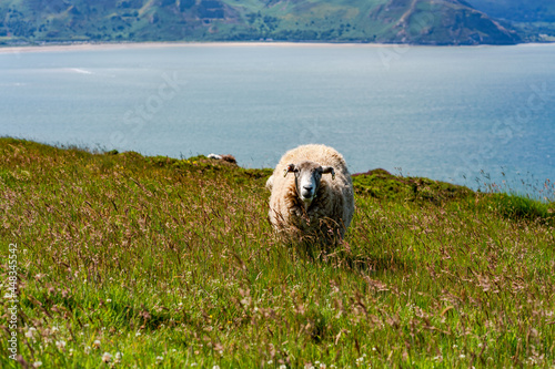 Sheep on Great Orme photo