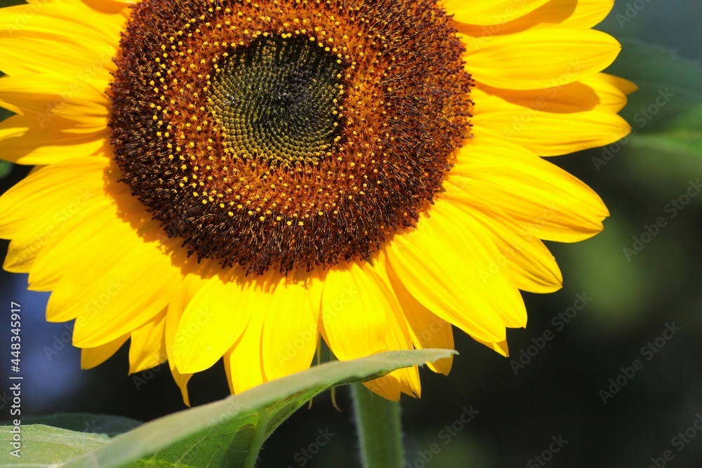 Fototapeta premium 向日葵の花のクローズアップ