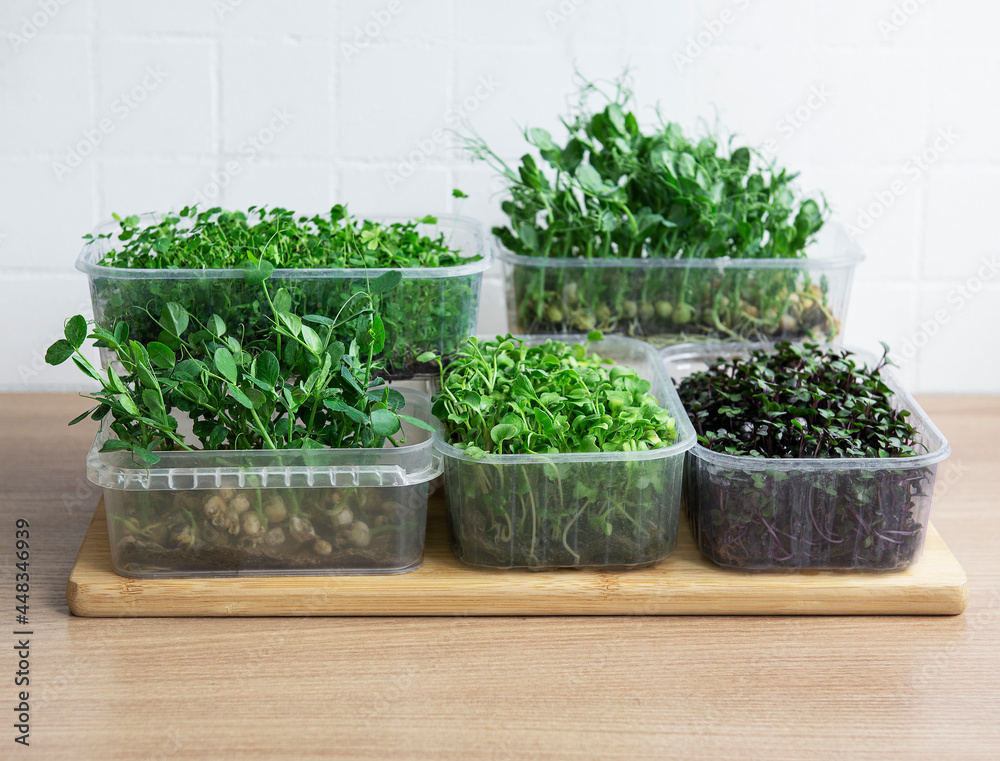 Assortment of micro greens on wooden table Assortment of micro greens on wooden table