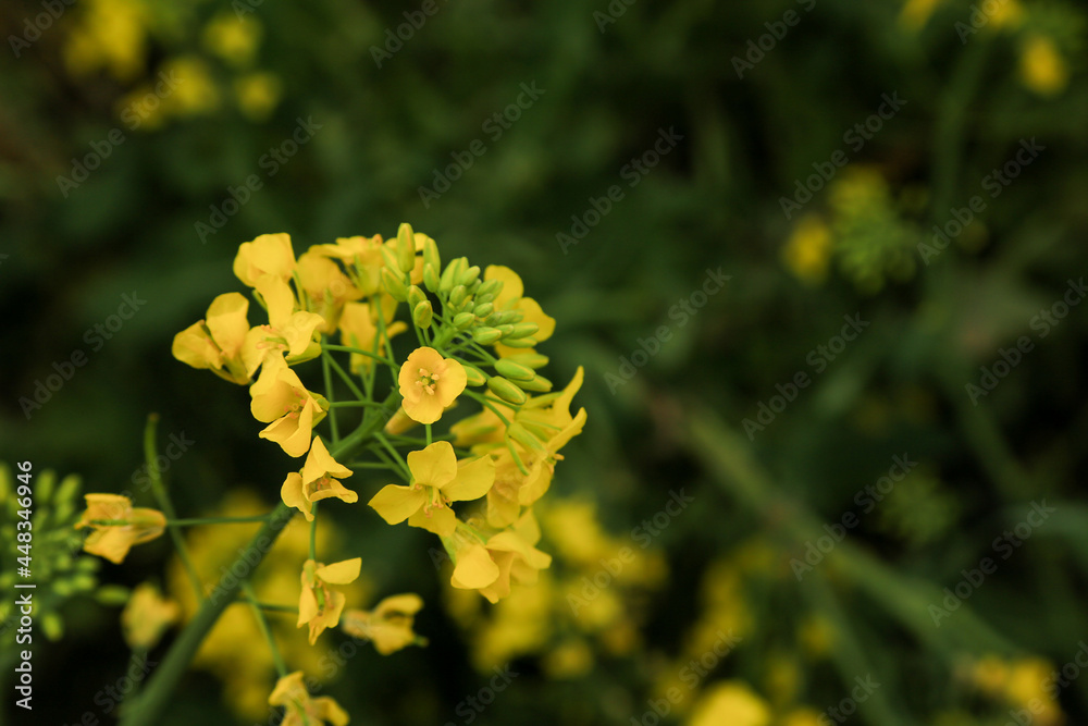 Blooming rapeseed field of Ukraine against the blue sky with clouds Blooming rapeseed field of Ukraine against the blue sky with clouds