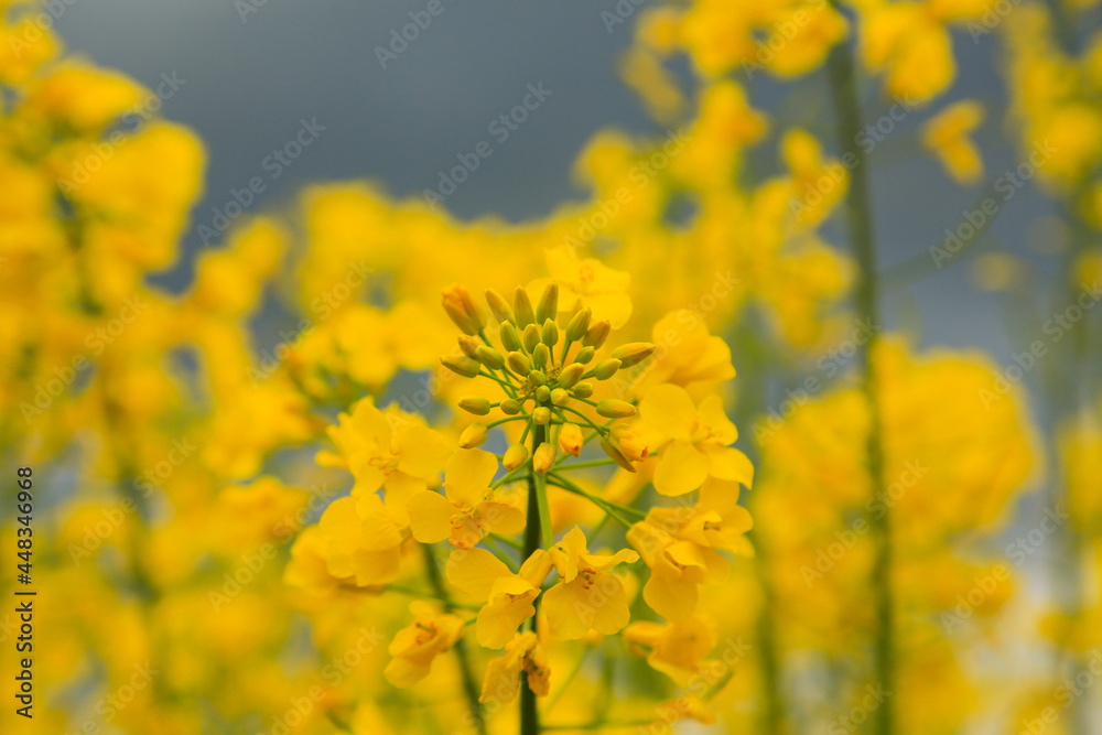 Blooming rapeseed field against the background of black storm clouds at sunset Blooming rapeseed field against the background of black storm clouds at sunset