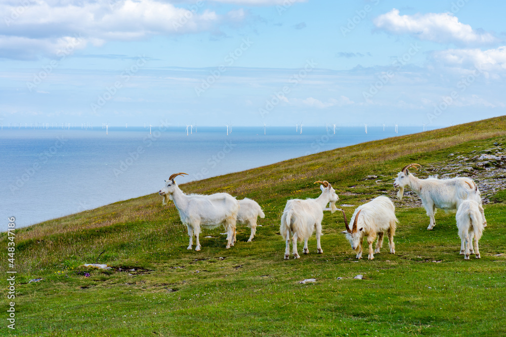 Obraz premium Goats on Great Orme