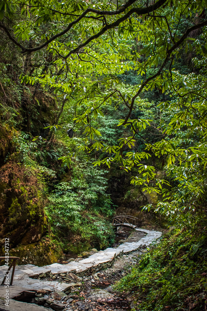 stream in the forest, hike, trail stream in the forest, hike, trail