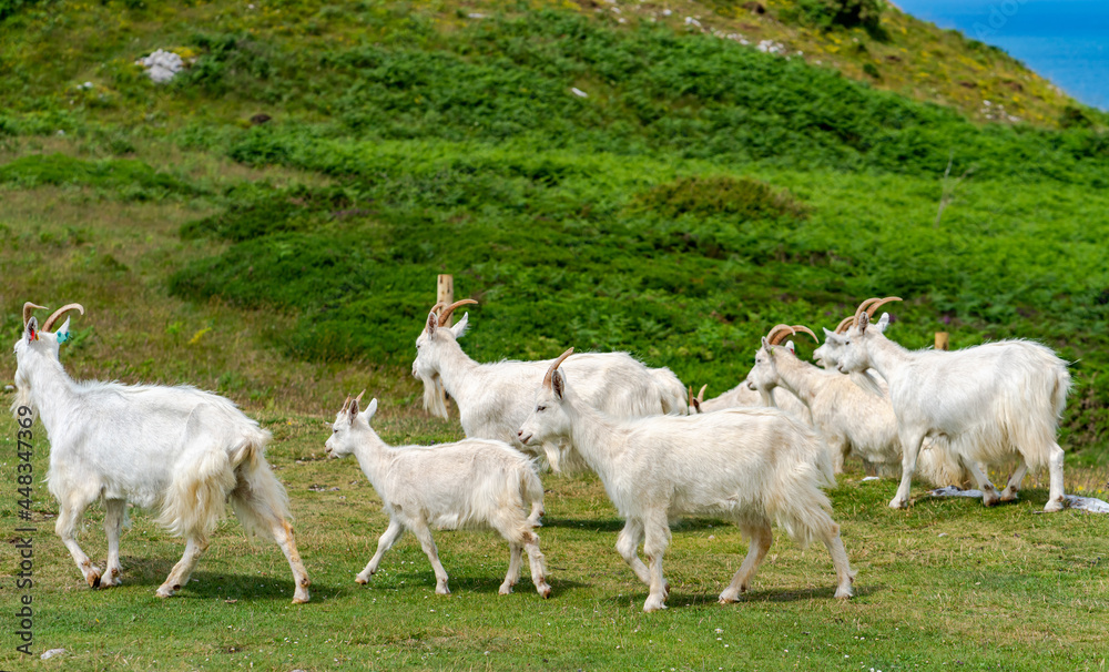 Goats on Great Orme Goats on Great Orme
