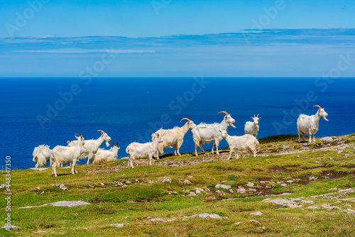 Goats on Great Orme