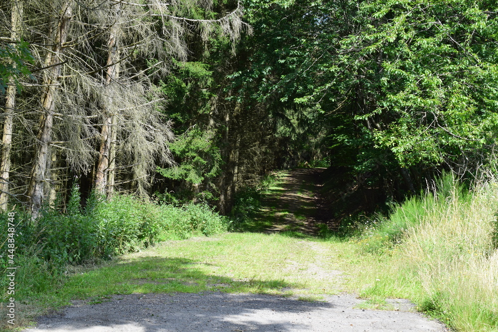 Waldweg Waldweg