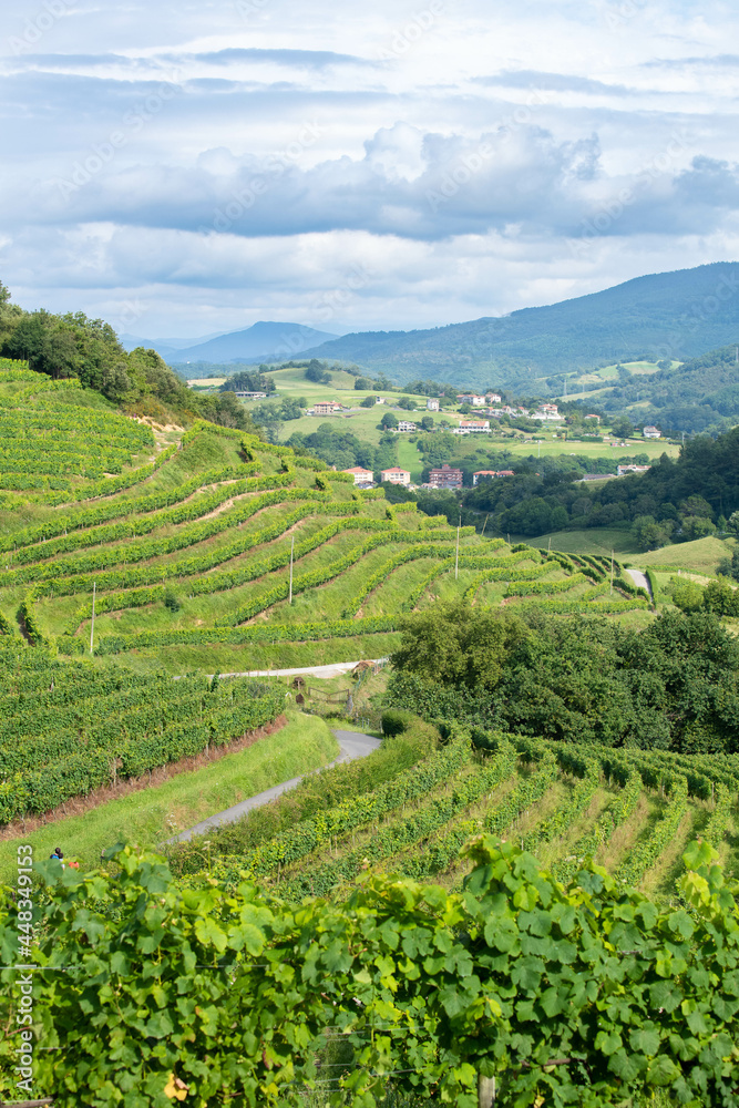 Mountain slope covered with  terraced  vineyard